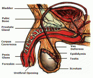 Fungsi dan anatomi penis